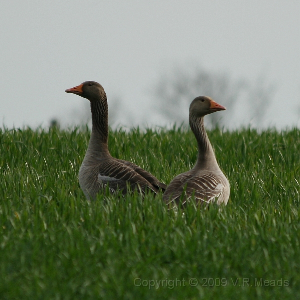 Wildlife-33.jpg - Greylag Goose (Anser anser)