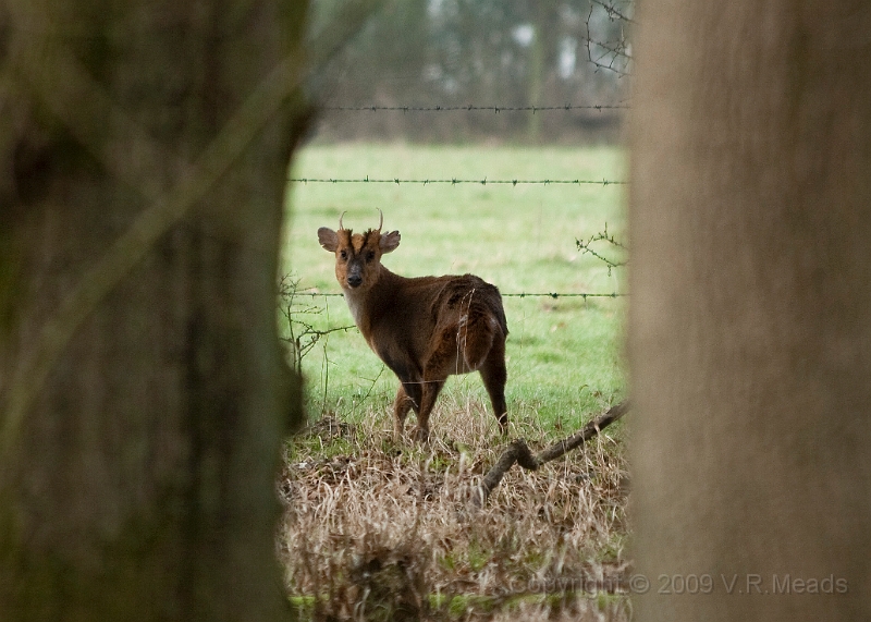 Wildlife-34.jpg - Muntjac Deer (Muntiacus reevesi) [male]