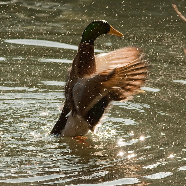 Wildlife-35.jpg - Mallard (Anas platyrhynchos) [male]