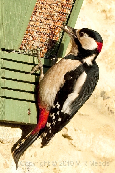 Wildlife-36.jpg - Great Spotted Woodpecker (Dendrocopos major) [male]