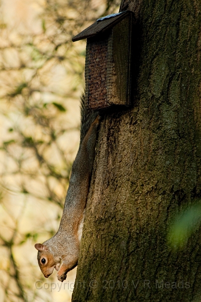 Wildlife-37.jpg - Grey Squirrel (Sciurus carolinensis)