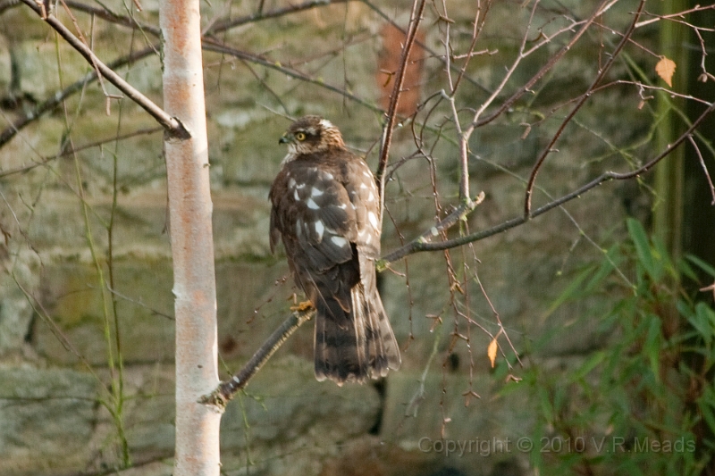 Wildlife-40.jpg - Sparrowhawk (Accipiter nisus)