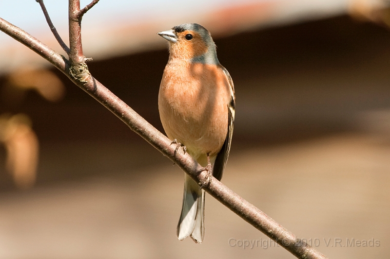 Wildlife-42.jpg - Chaffinch (Fringilla coelebs)