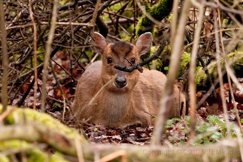 Wildlife-43.jpg - Muntjac Deer (Muntiacus reevesi) [female]