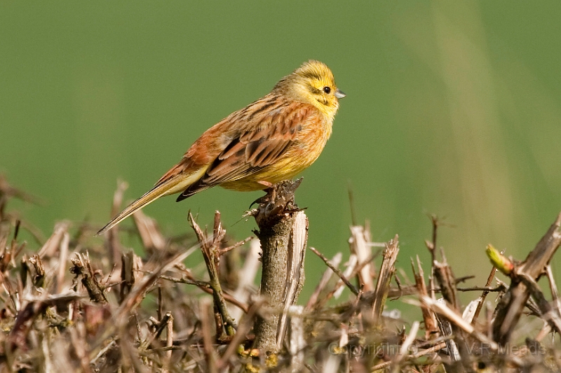 Wildlife-44.jpg - Yellowhammer (Emberiza citrinella)