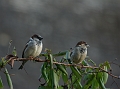 Wildlife-02