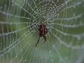 Wildlife-03