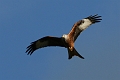 Wildlife-04