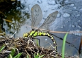 Wildlife-05