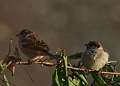 Wildlife-07