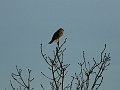 Wildlife-09