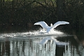 Wildlife-10