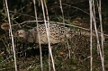 Wildlife-11