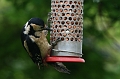 Wildlife-12