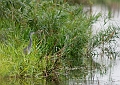 Wildlife-13