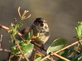 Wildlife-14