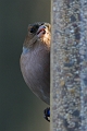 Wildlife-16