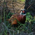 Wildlife-18