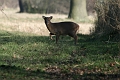Wildlife-21