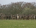 Wildlife-22