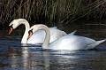 Wildlife-25