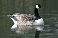 Wildlife-27