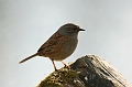 Wildlife-29