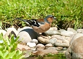 Wildlife-30
