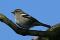 Wildlife-31