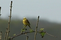Wildlife-32
