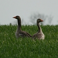 Wildlife-33