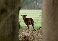 Wildlife-34