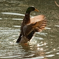 Wildlife-35