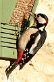 Wildlife-36