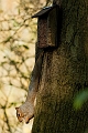 Wildlife-37