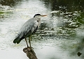 Wildlife-38