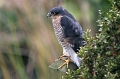 Wildlife-39