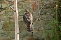 Wildlife-40