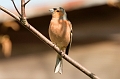 Wildlife-42