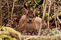 Wildlife-43