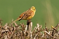 Wildlife-44